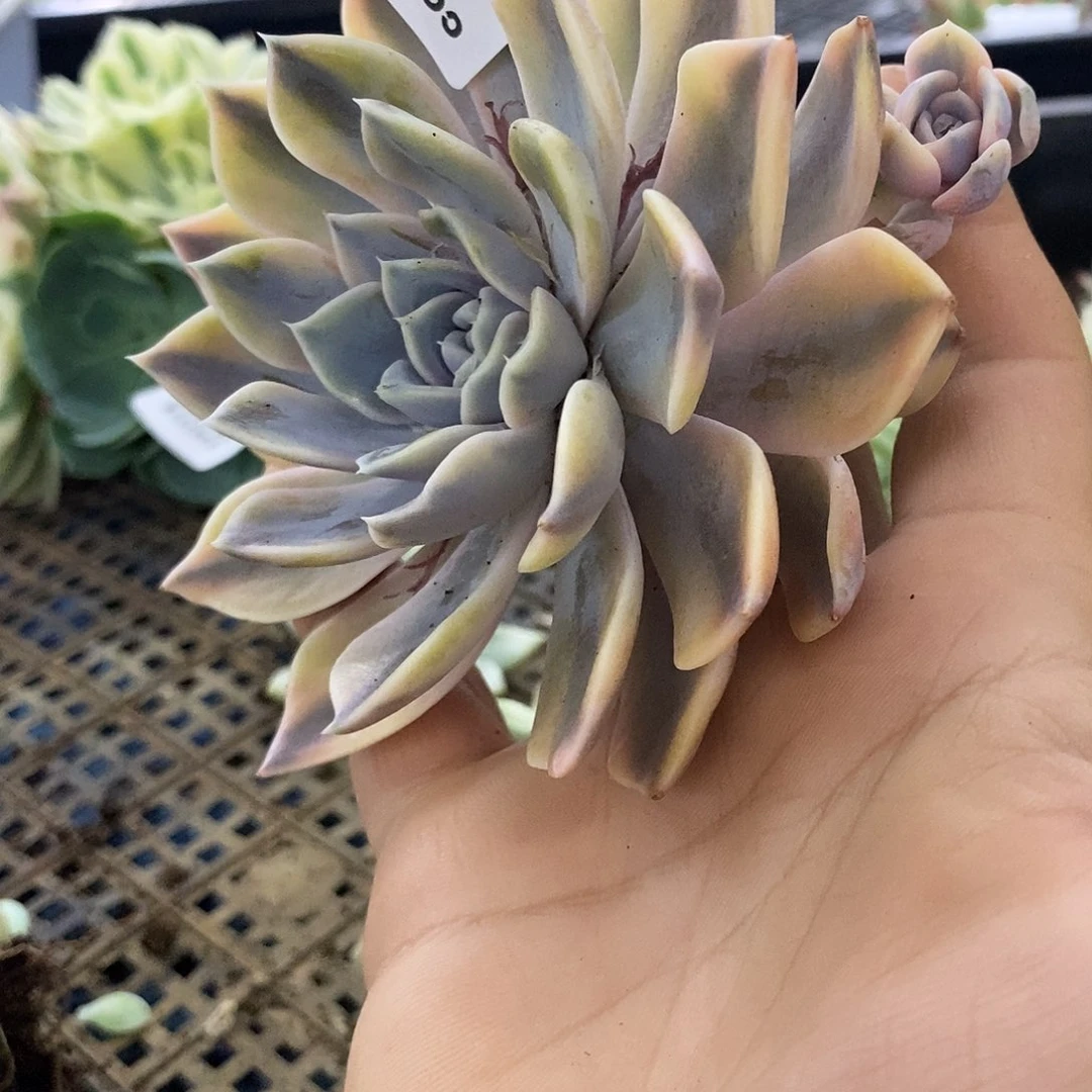 451汉堡锦炸多肉植物哇啦塞，