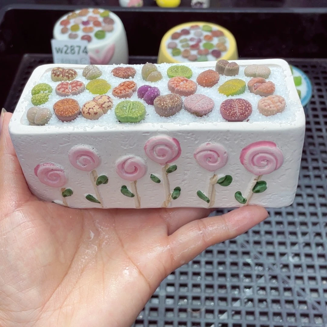 w2879 带盆土发货一物一拍