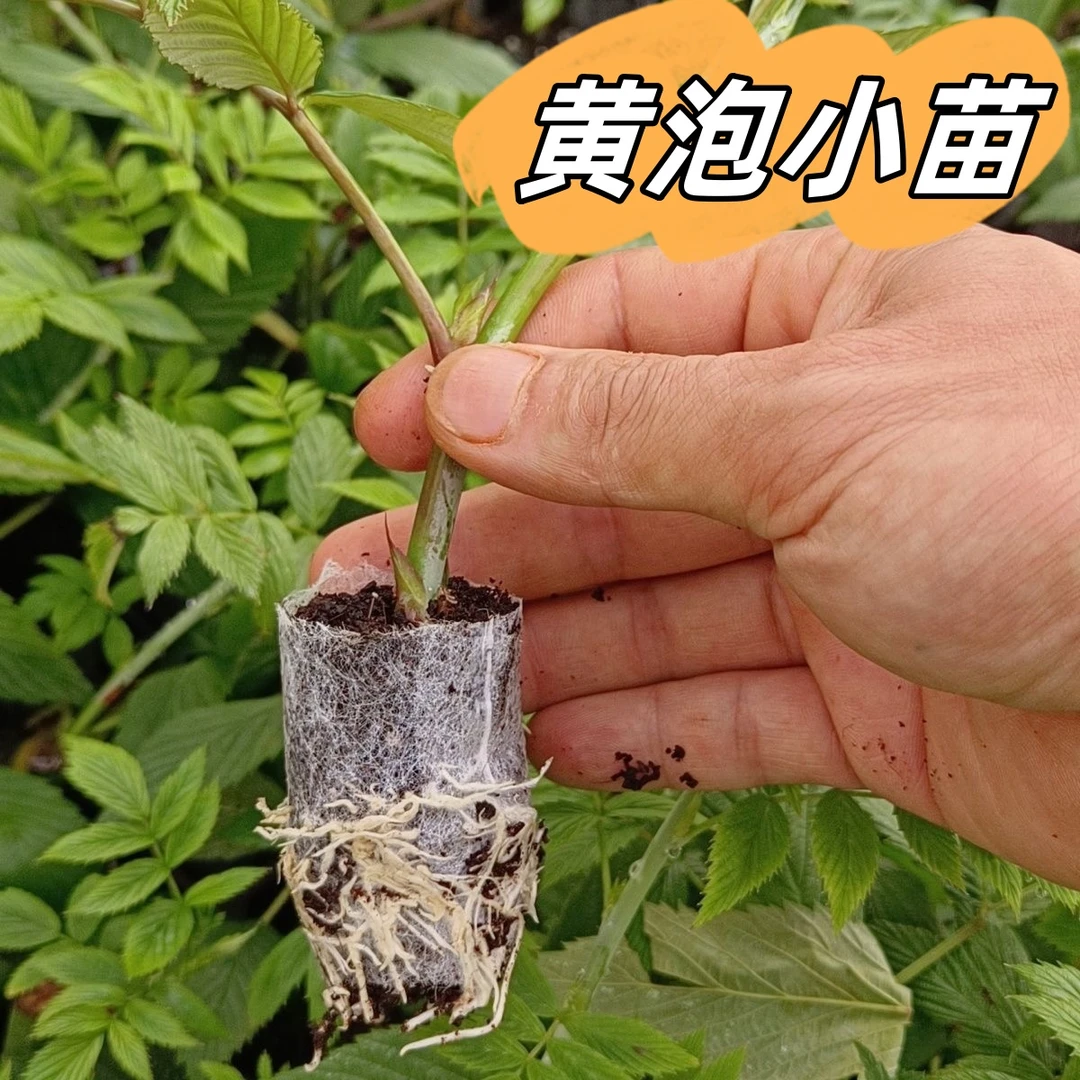 无刺黑泡黄泡锁梅云南基地直发四季绿植易活多年生庭院盆地栽果莓