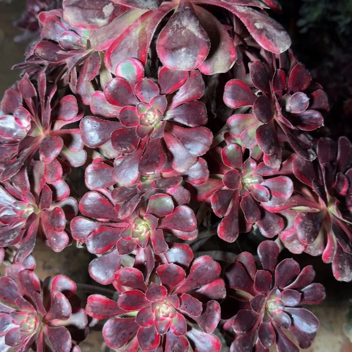 层****31744丽娜多肉植物