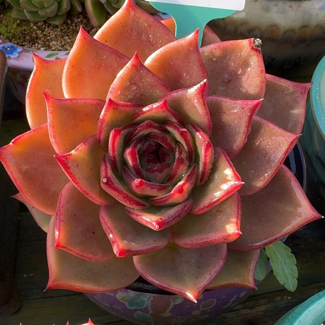 从前慢多肉精选编号1207.6