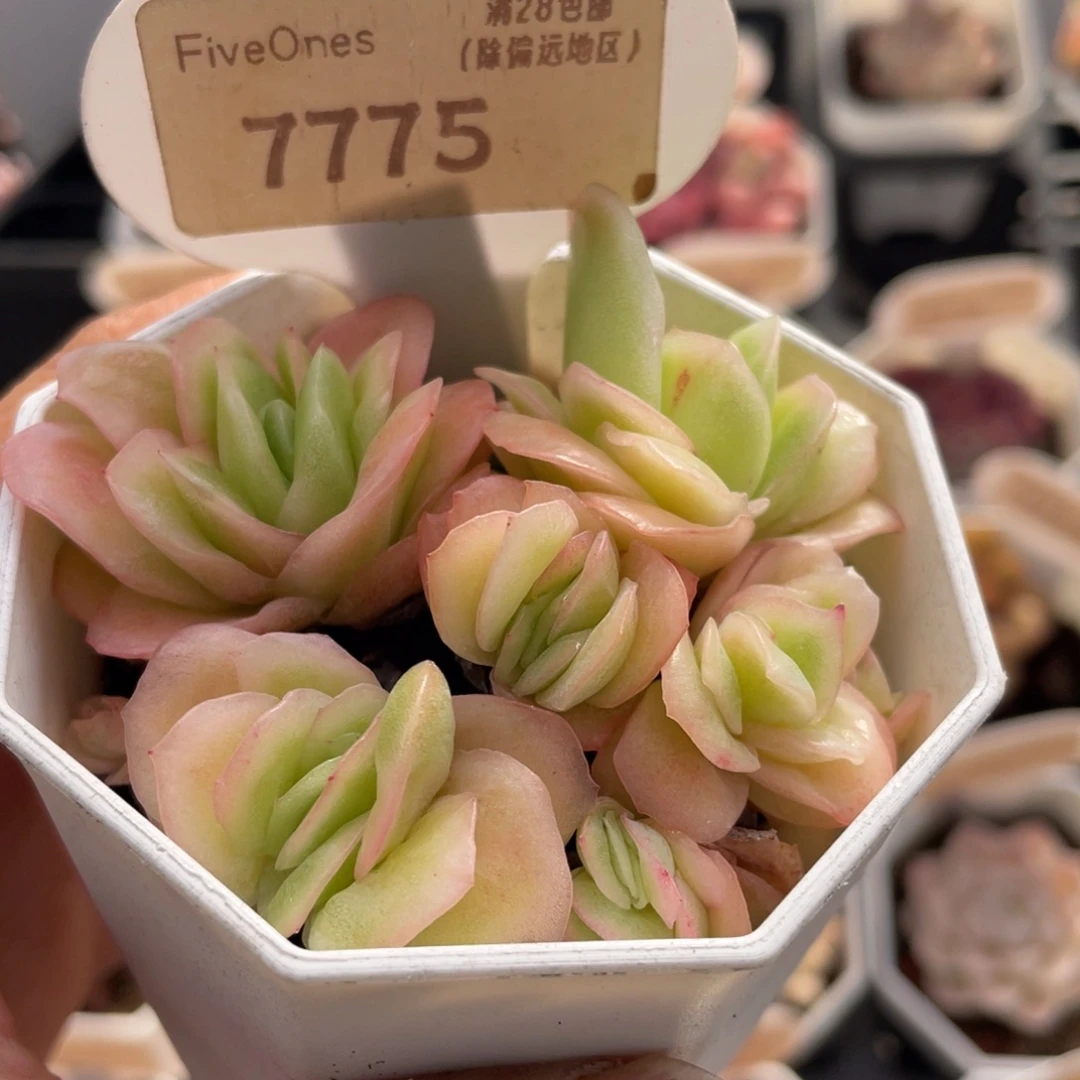 冰玫瑰7775-6.0厘米