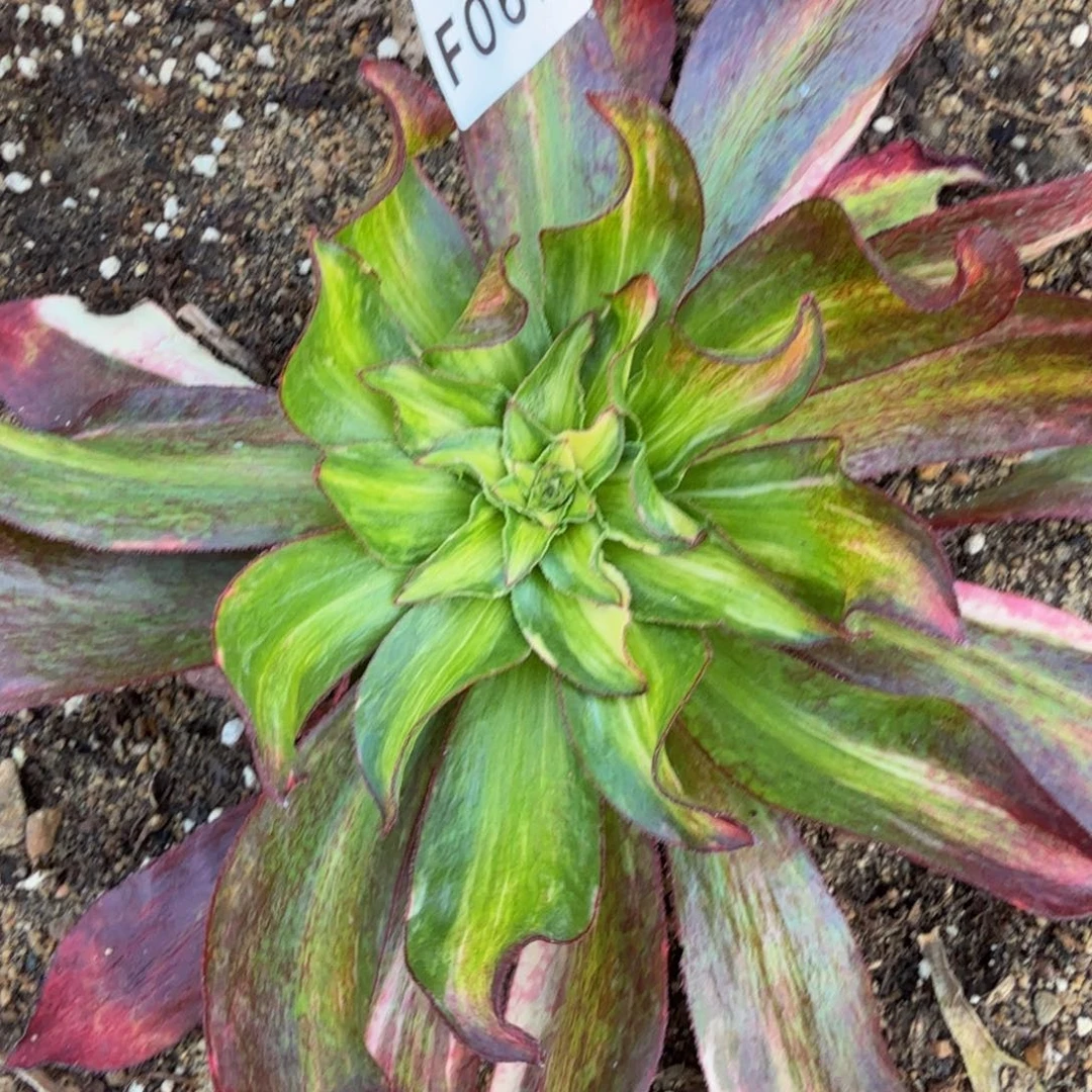 067魅影七彩中斑。多肉植物