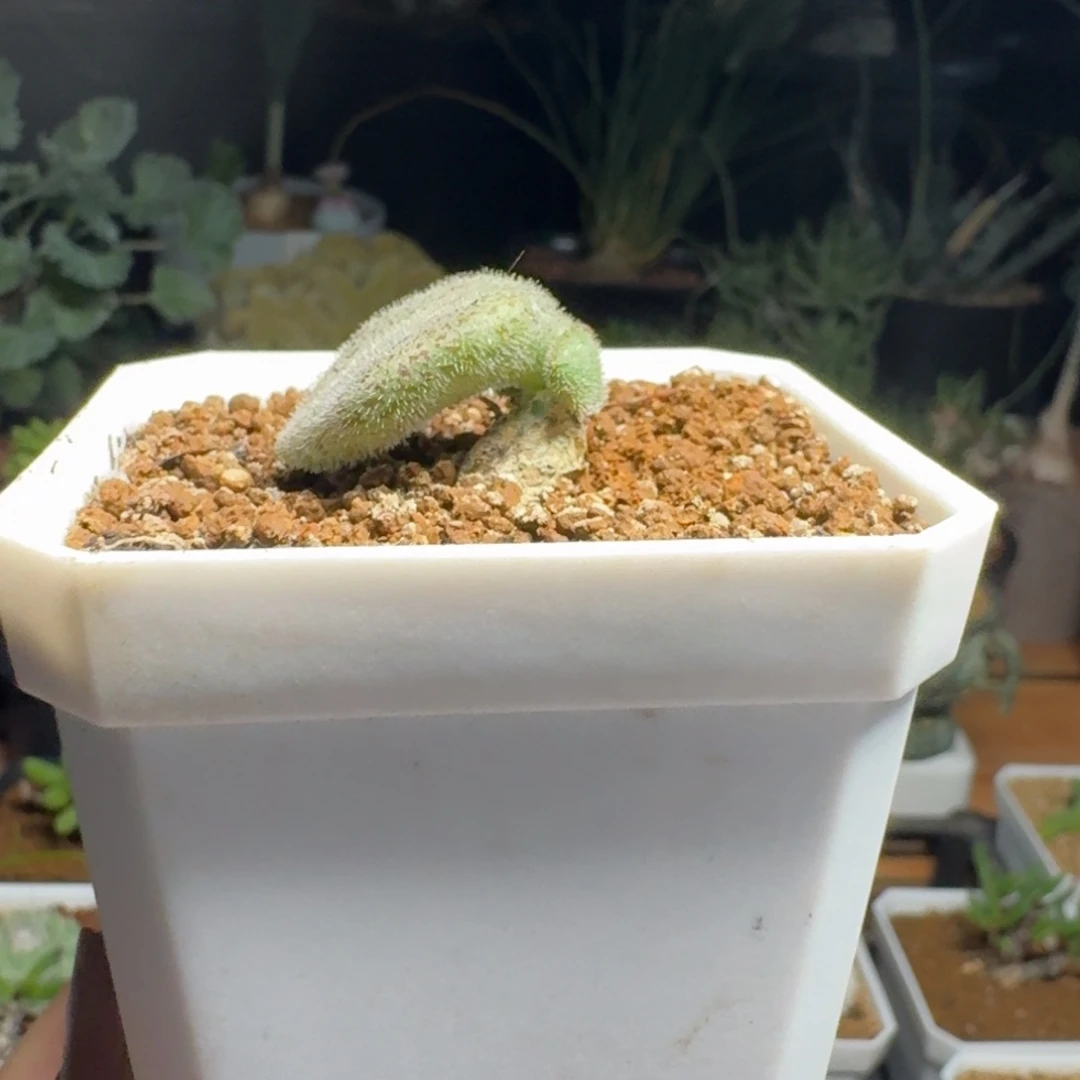 福利薛辉圣塔多肉