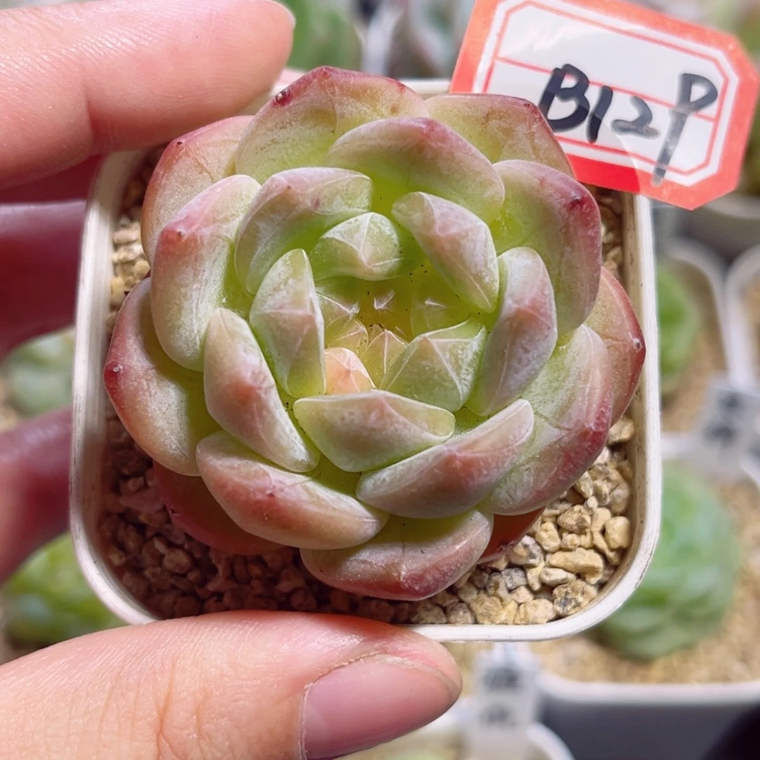 B129 一物一拍 无名氏
