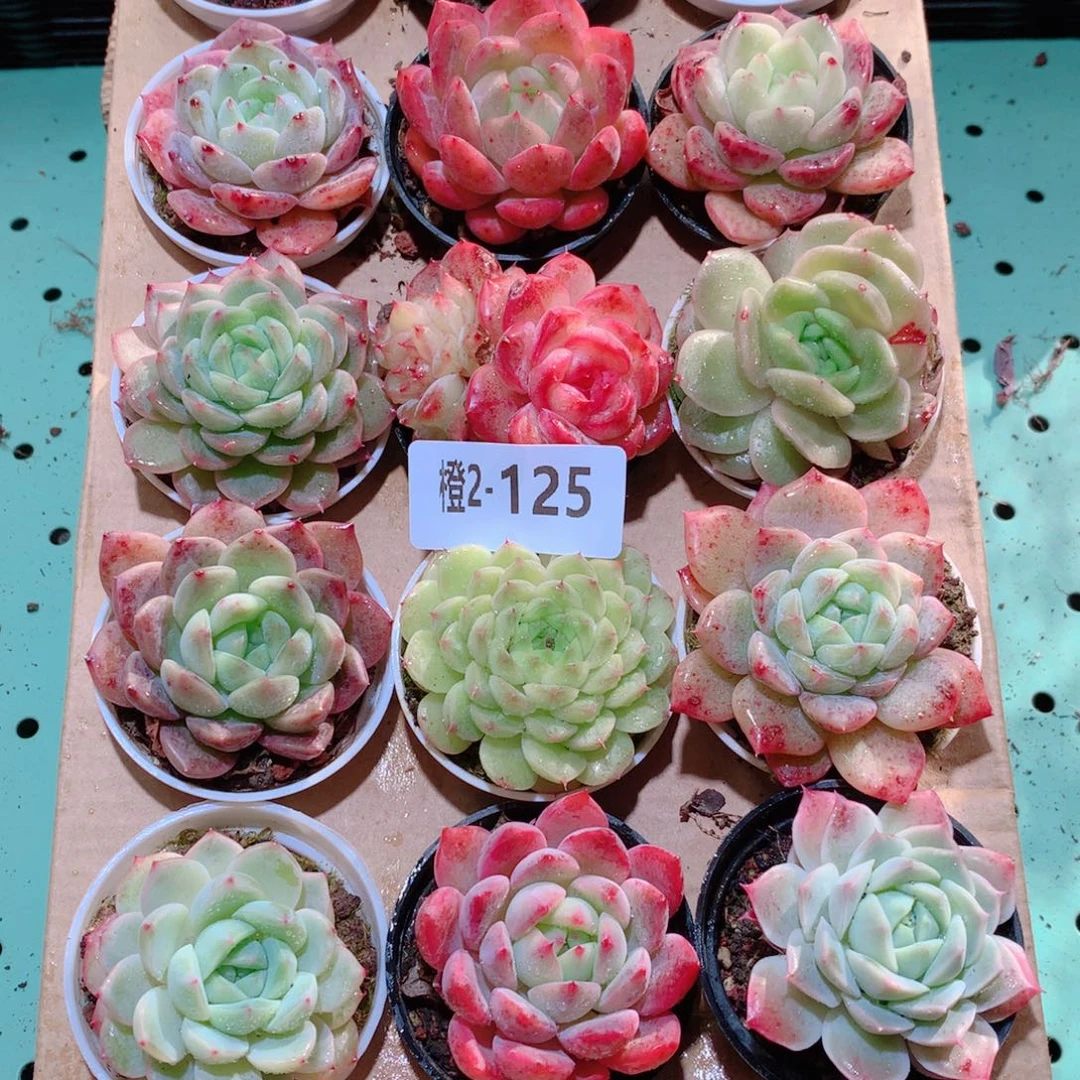 2-125一物一拍多肉带盆18颗