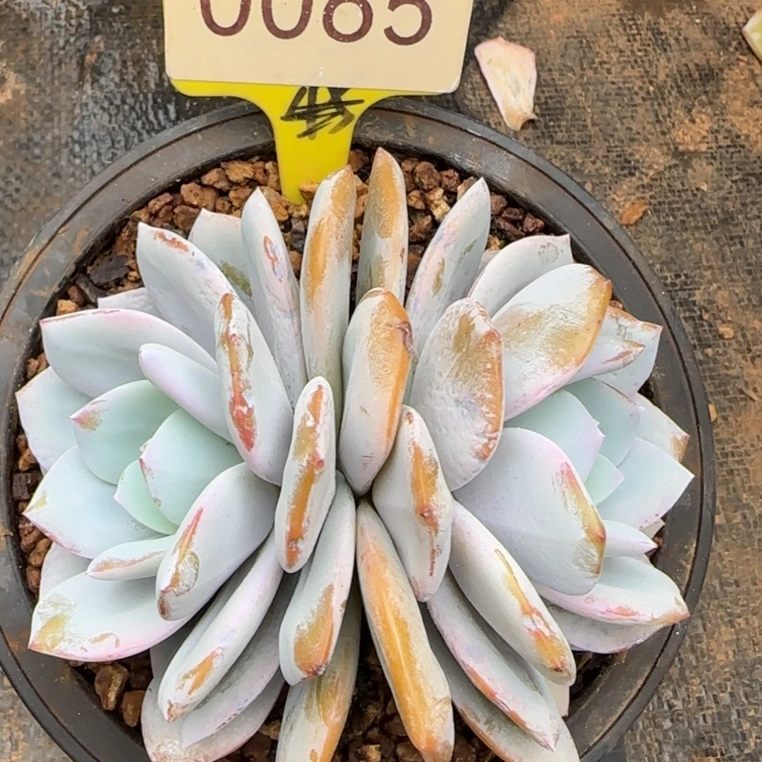0065。     奶茶双头