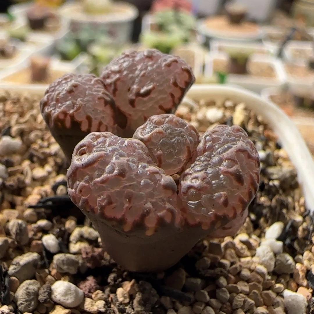 5km。  勋章。     48