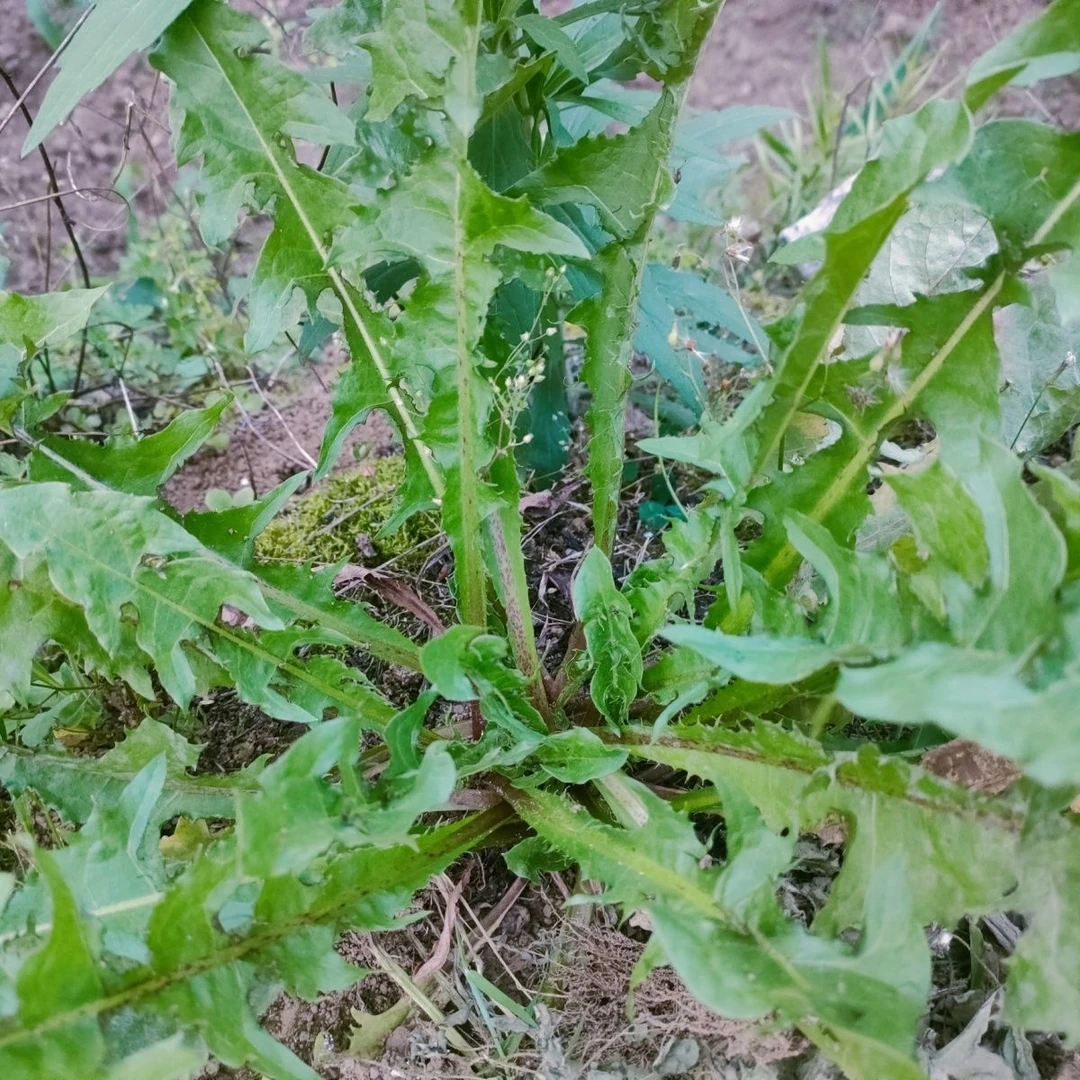野生蒲公英现挖新鲜婆婆丁带根发货散装山间野菜