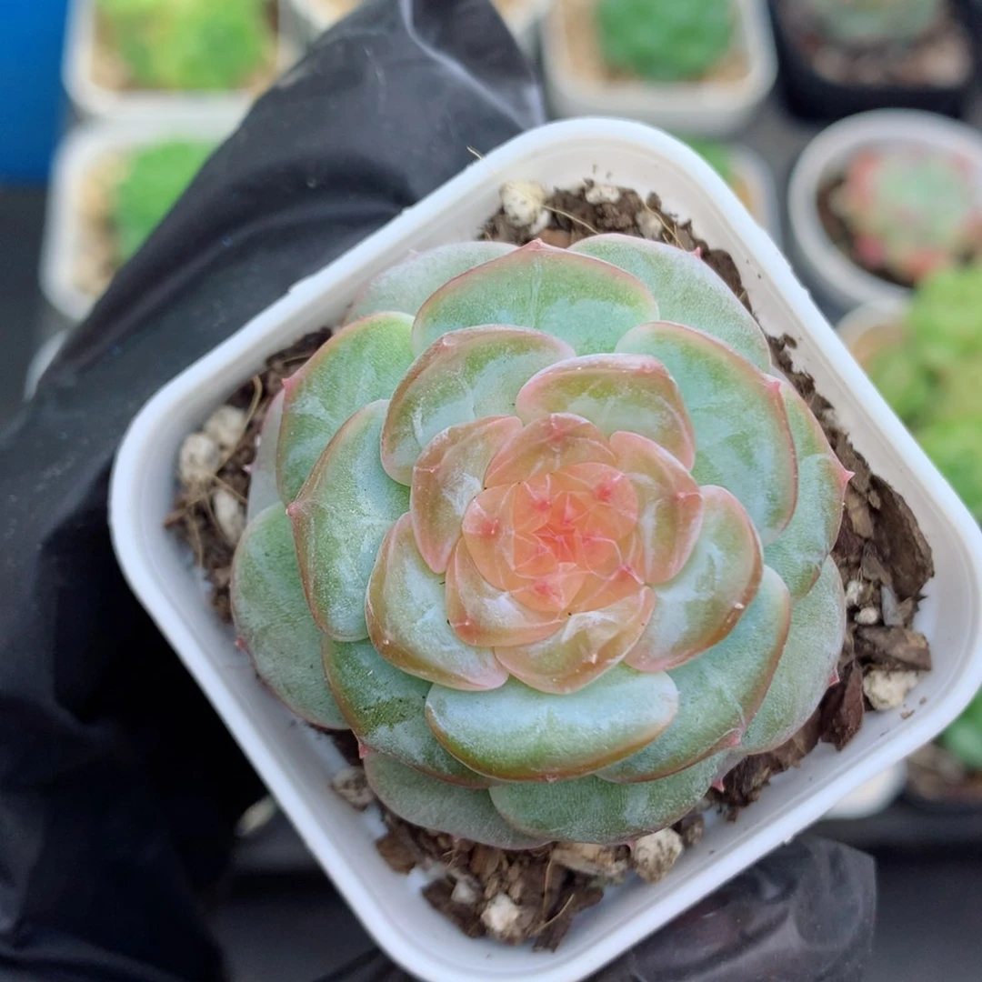 58包邮  群生不包整糖心107