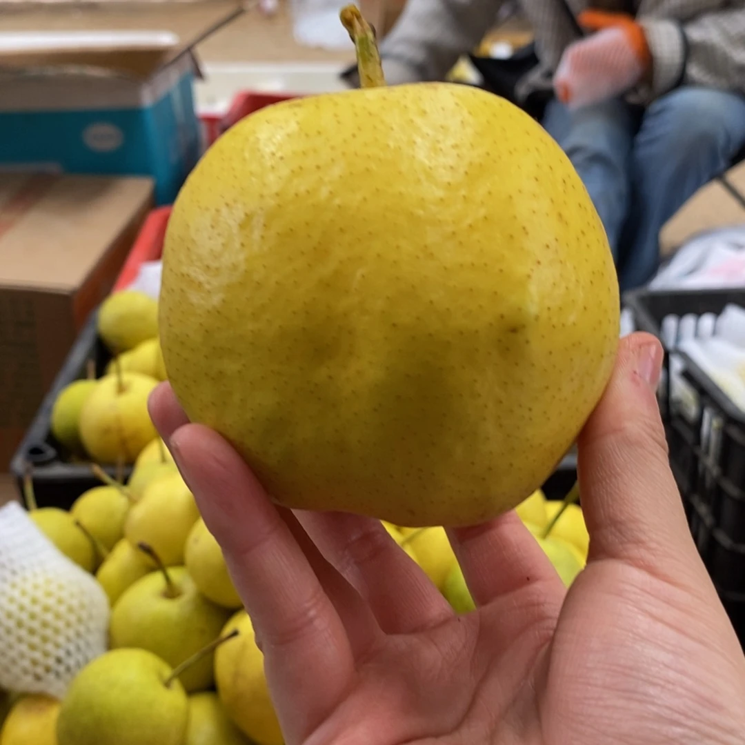 蜜梨5斤精品大果软儿梨