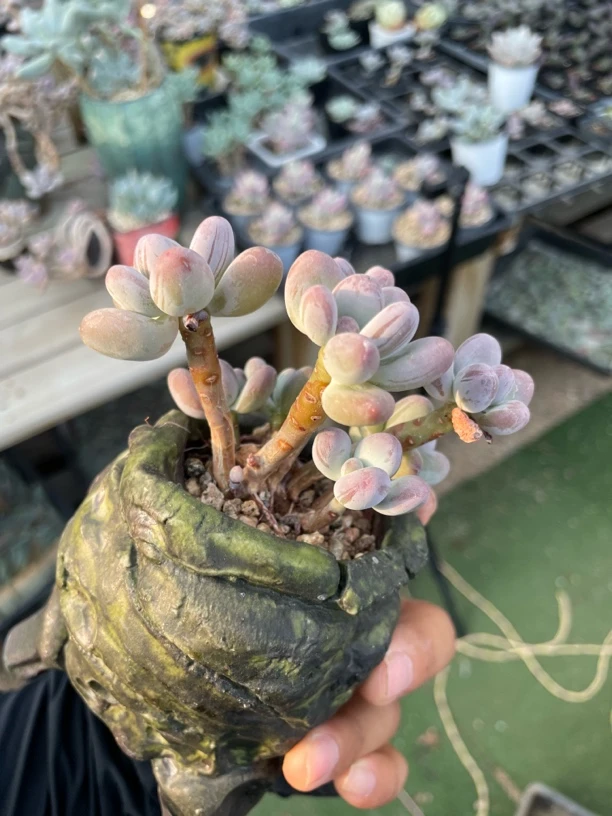 苹果奶新手好养绿植园艺种植多肉适合办公室摆放