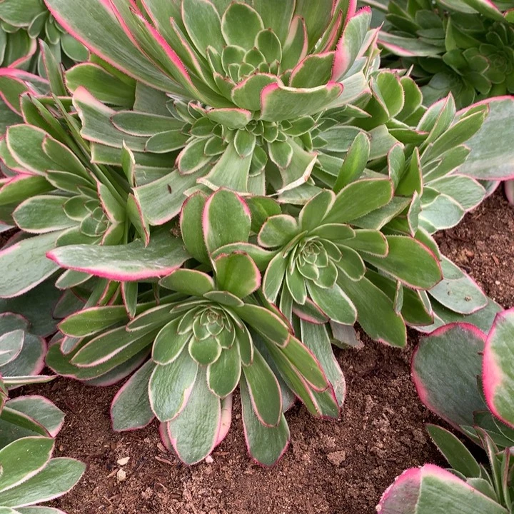 周*林310多肉植物一物一拍