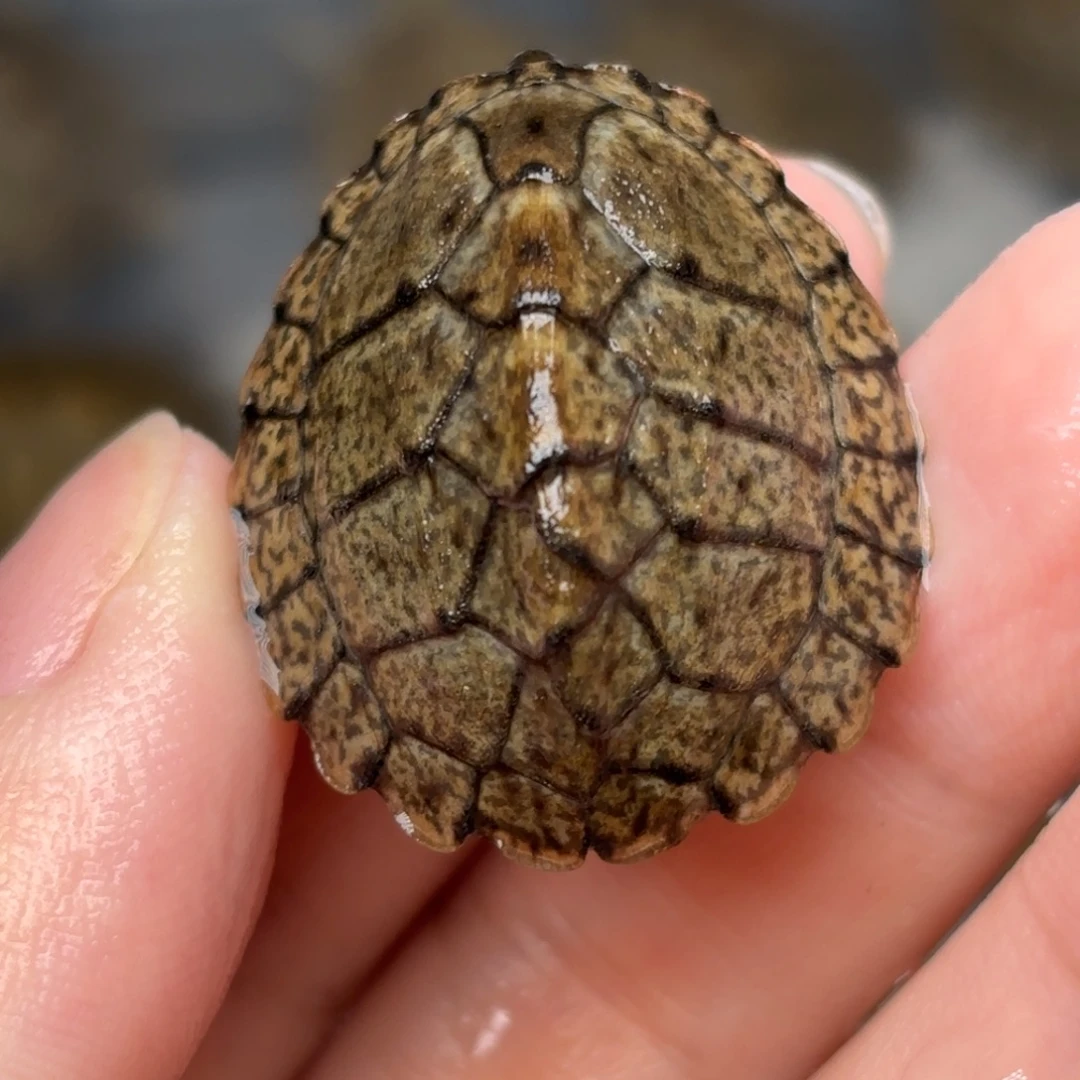 剃刀龟不分公母F15增生双满文粗纹黑刀