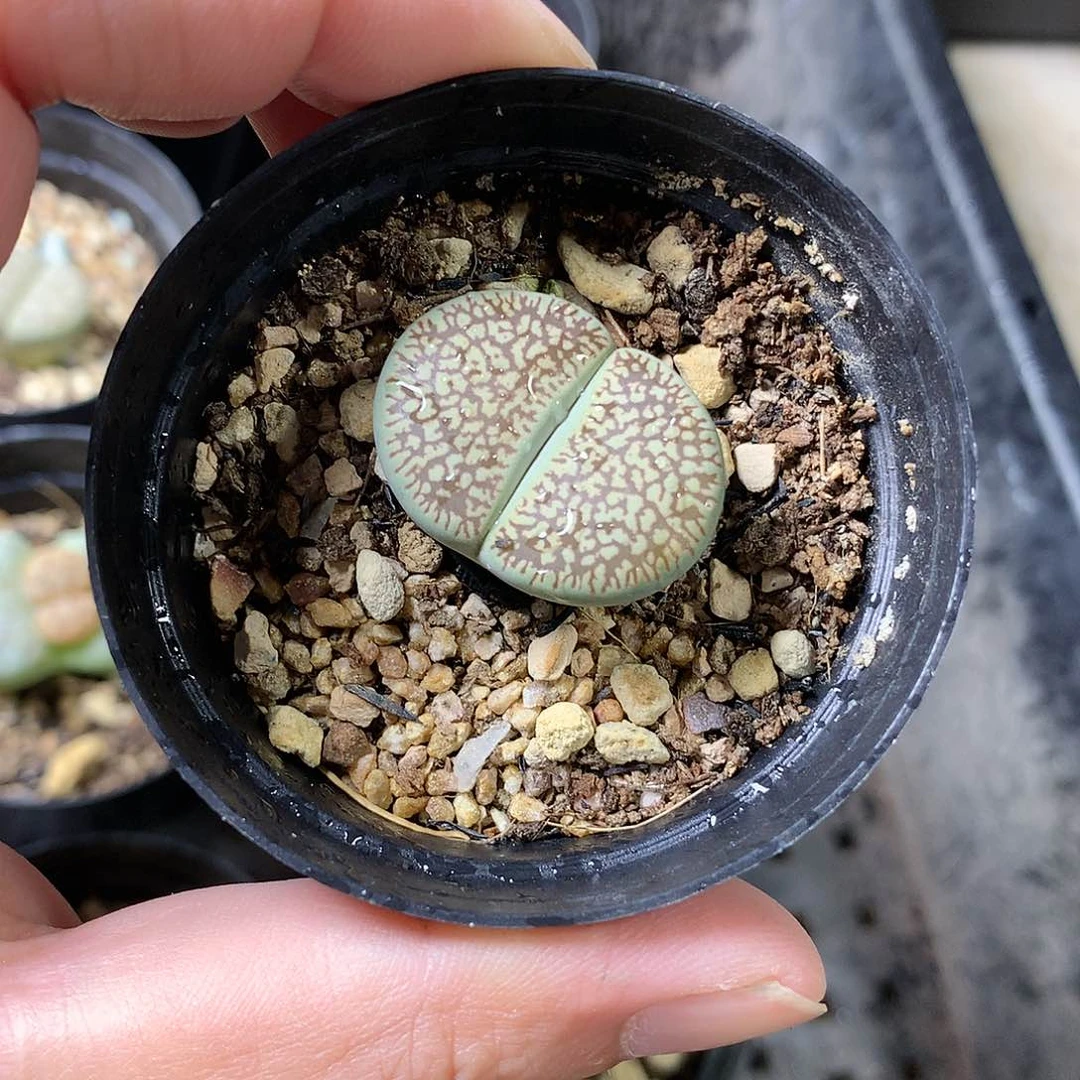 K38多肉植物保护