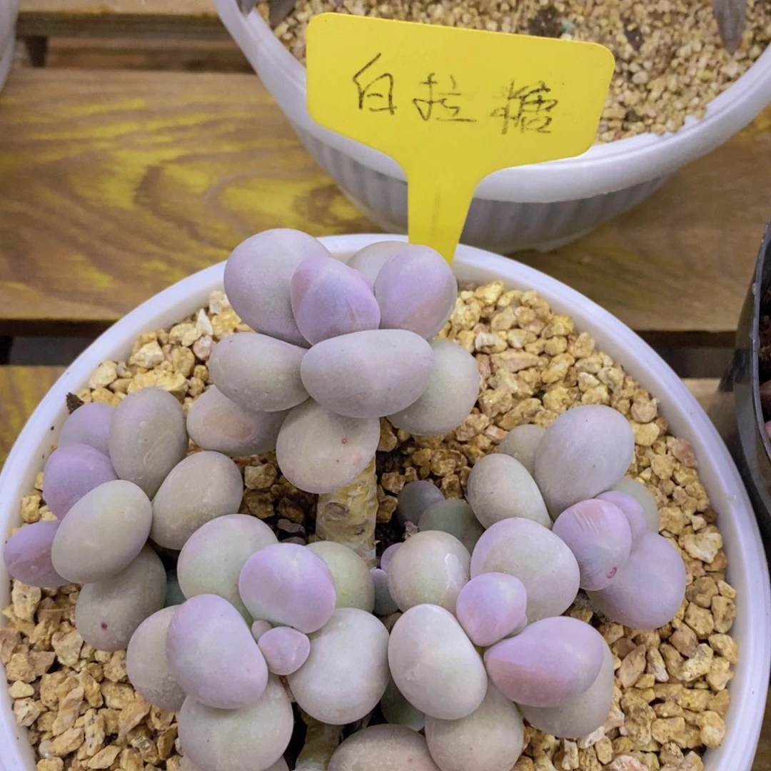 开心多肉，清货场1