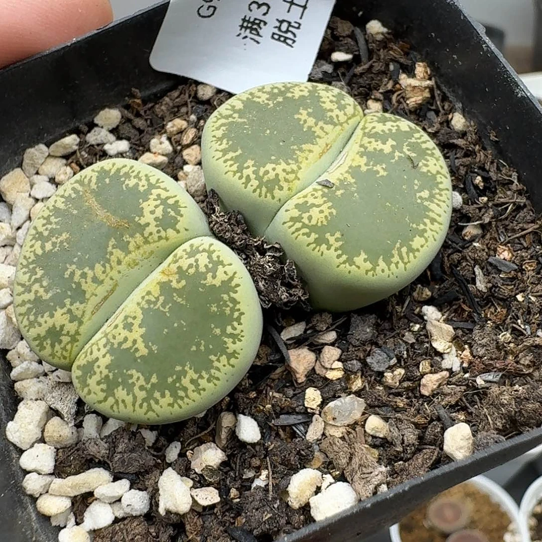 913有干疤介意勿拍