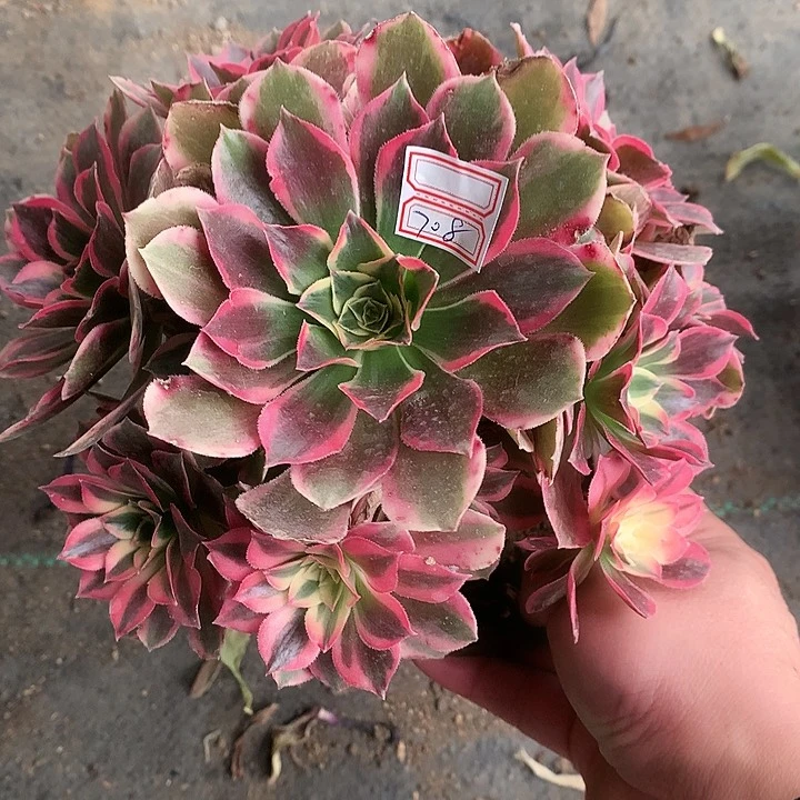 708皇后多肉植物