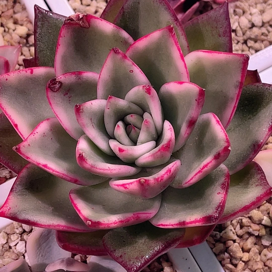 尚品园艺特价锦有叶伤