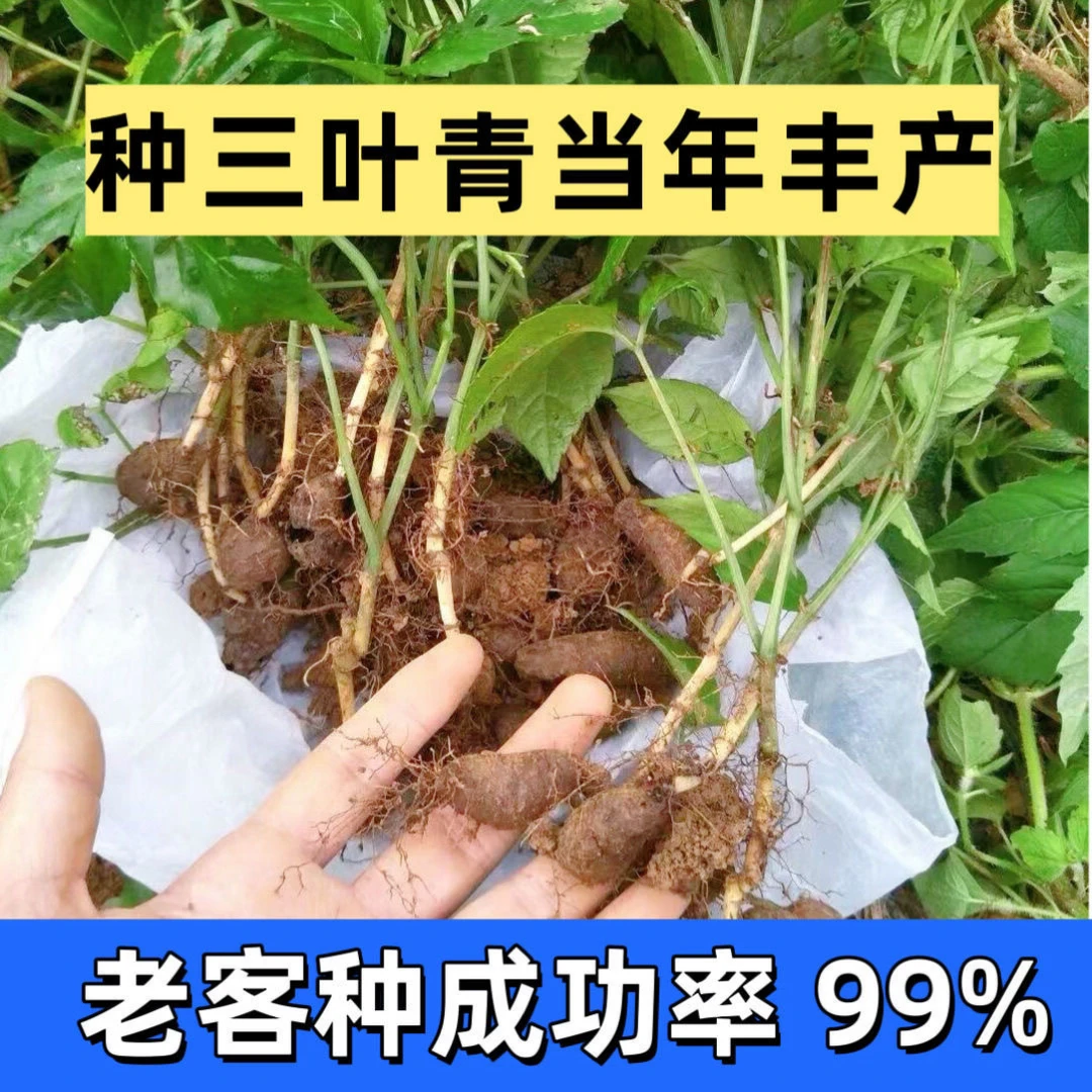 贵州二代三叶青育苗杆三叶崖 正宗三叶青 紫藤三叶青苗