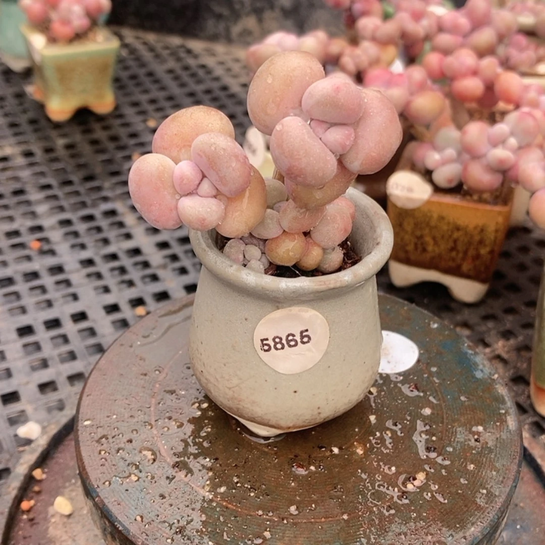 5865糖果腰子蛋带盆土