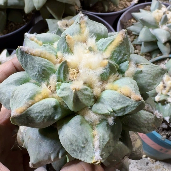 福利苗接大勾尤383