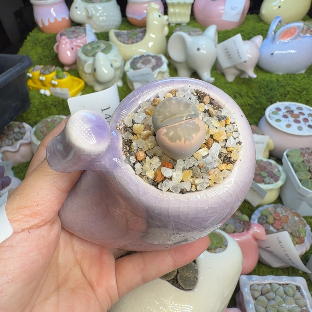 海***郎多肉植物福利冲1443