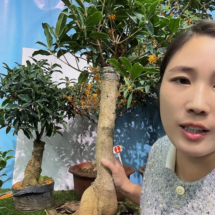 峈***潹大量花朵（建议范围：8朵-15朵 或40%以上）老金1111111