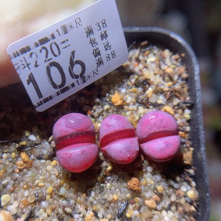 精品生石花220.106