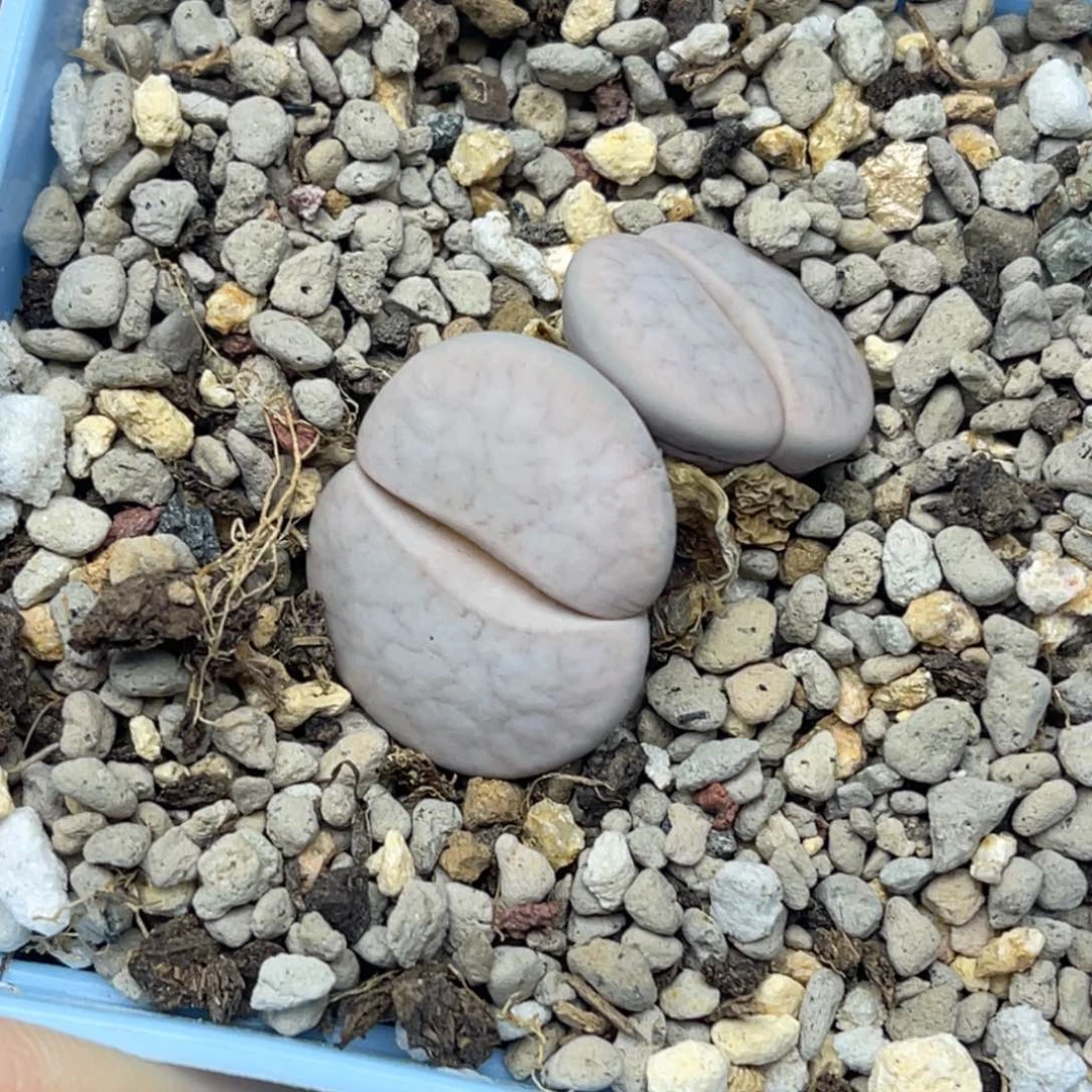 欢*杨2024双头白曲一颗