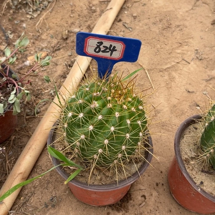 回****经824。毛花柱704。