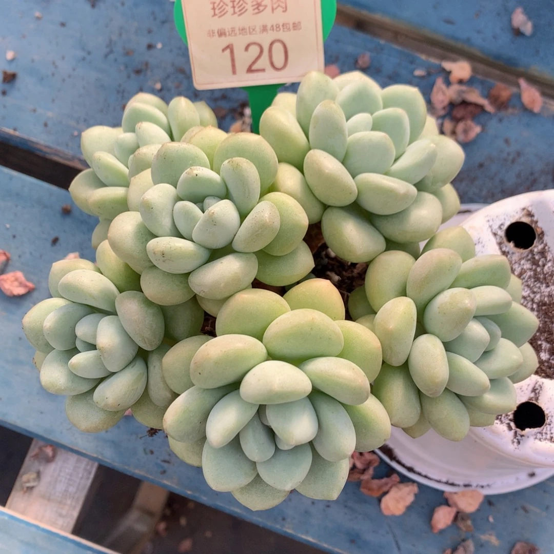 泡泡糖老桩开播福利