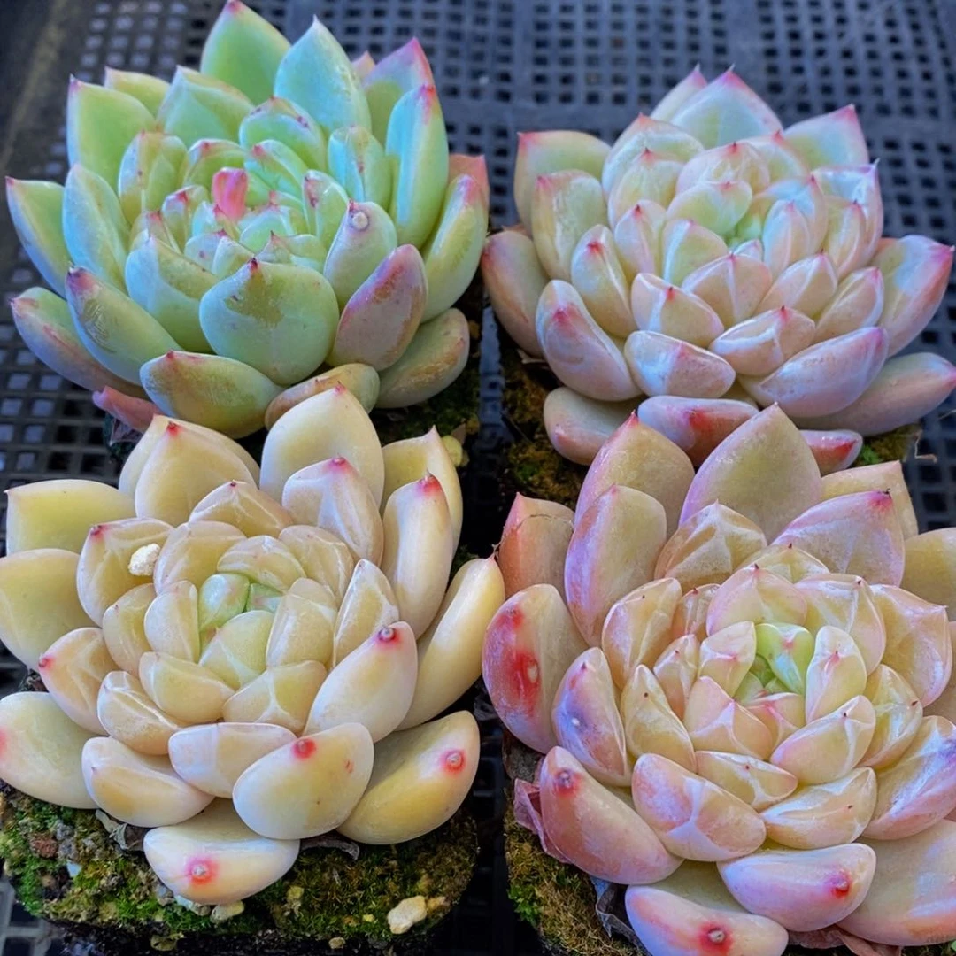 550多肉植物保护研究所所长