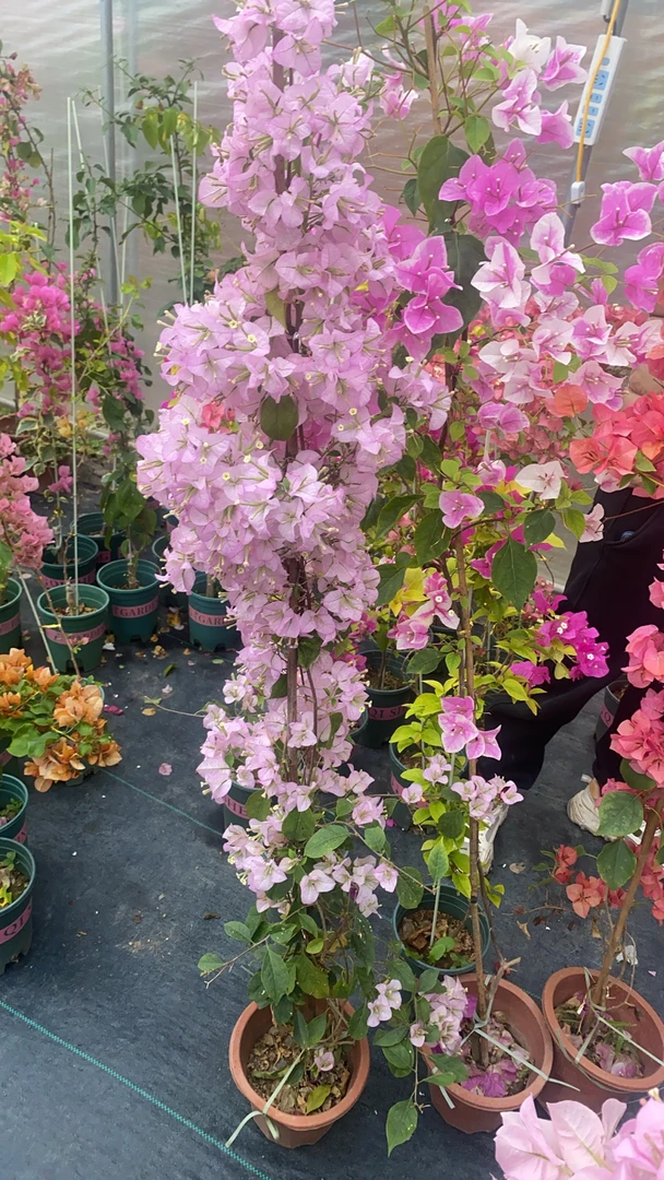 一物一拍三角梅顺丰包邮盆景漳红樱三角梅绿植盆栽好养花卉盆栽