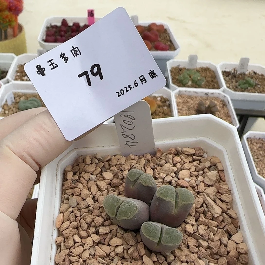 S****多肉多肉多肉6.27-079