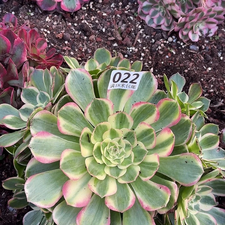 022海仙捧花掌心多肉法师锦