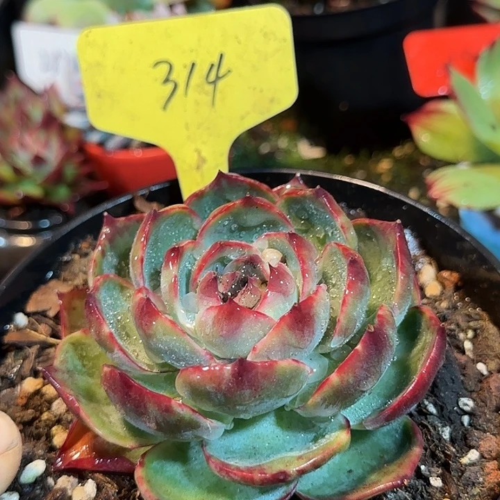 惊鸿一物一拍包装收缩花旱314