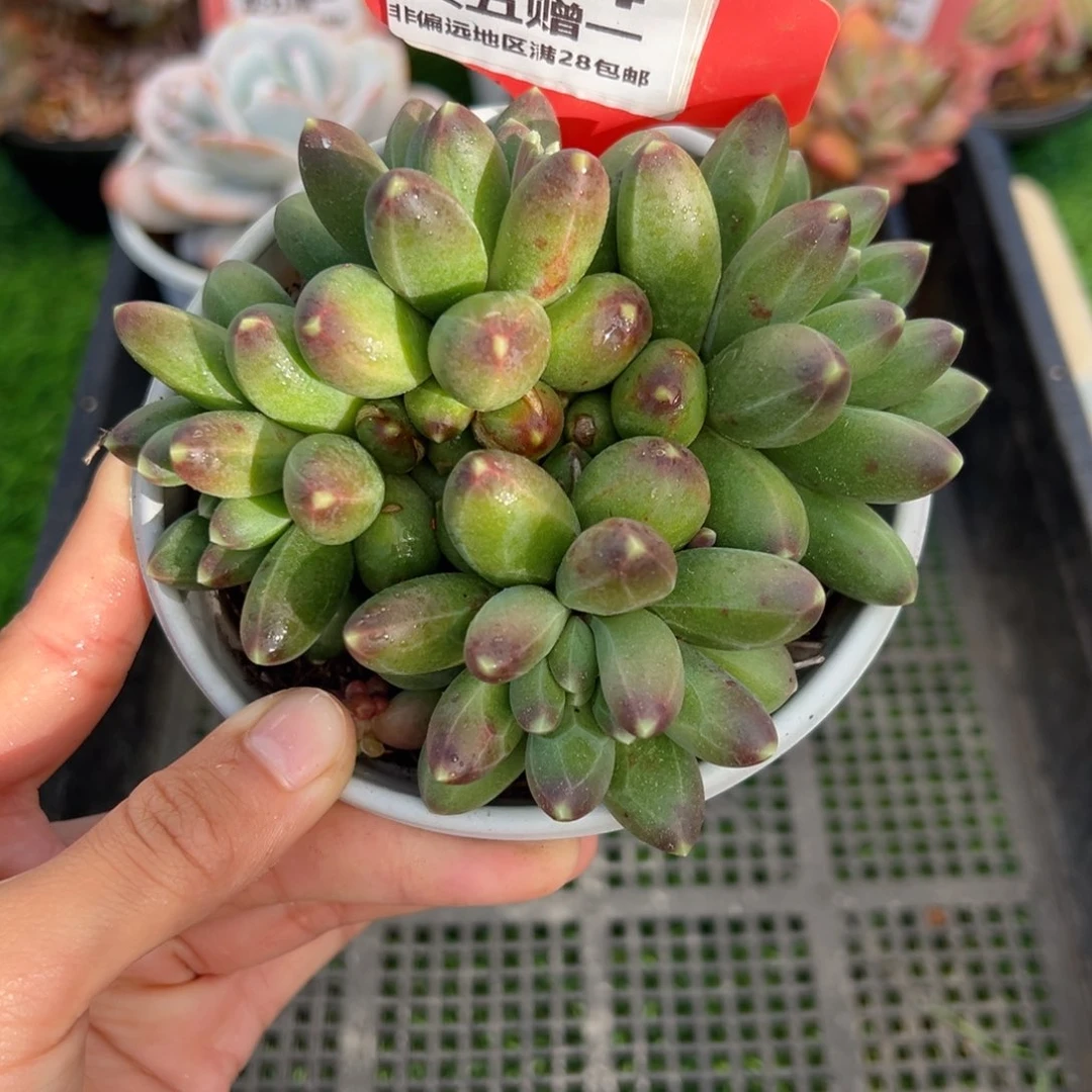 表妹精品多肉1714.