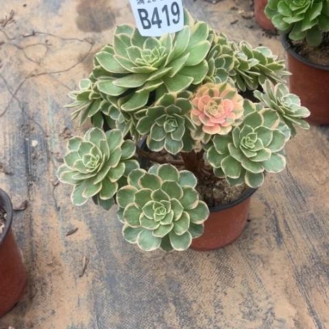 419粉花妖不包断枝