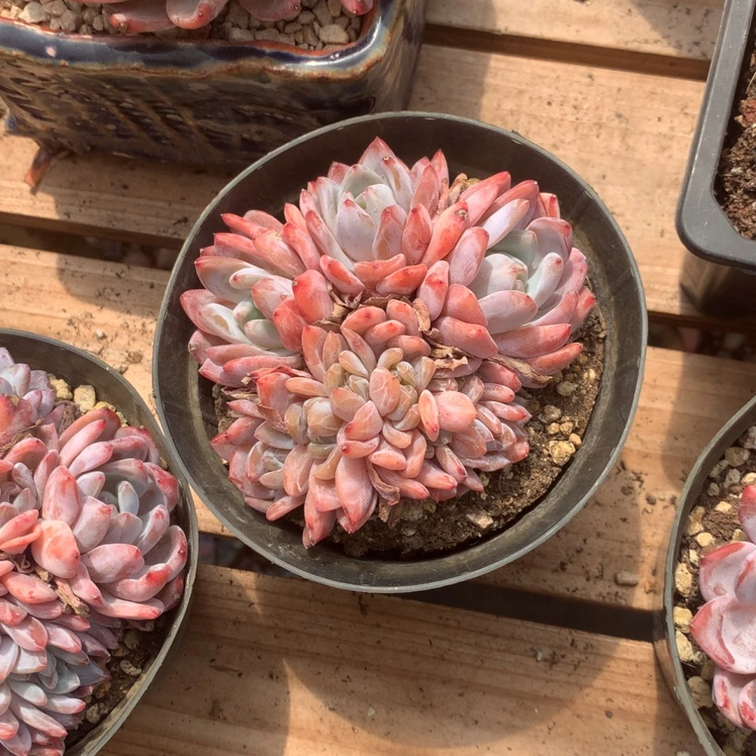 无花朵哈哈哈哈哈哈哈23