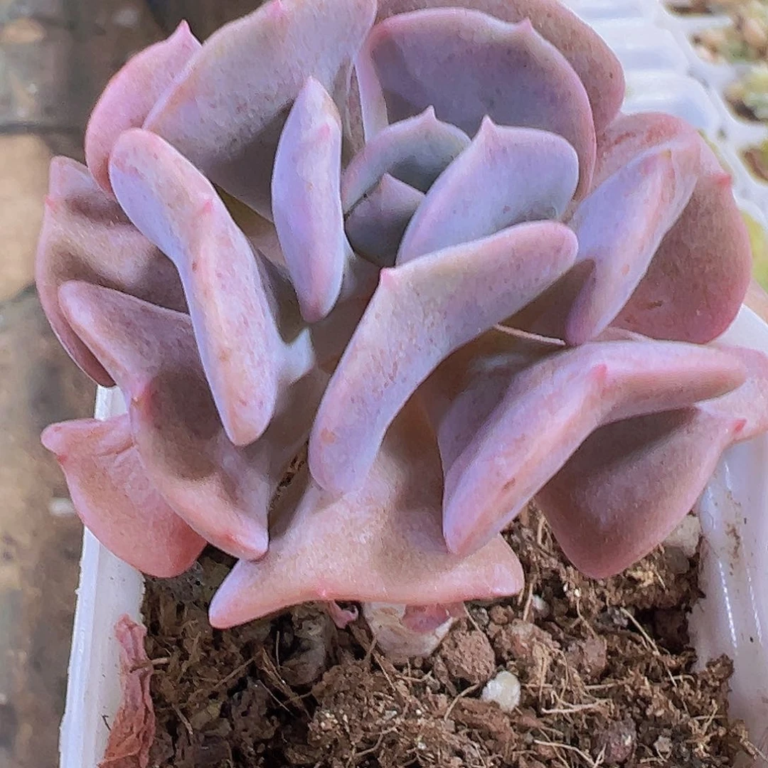 雪精灵19包邮多肉植物