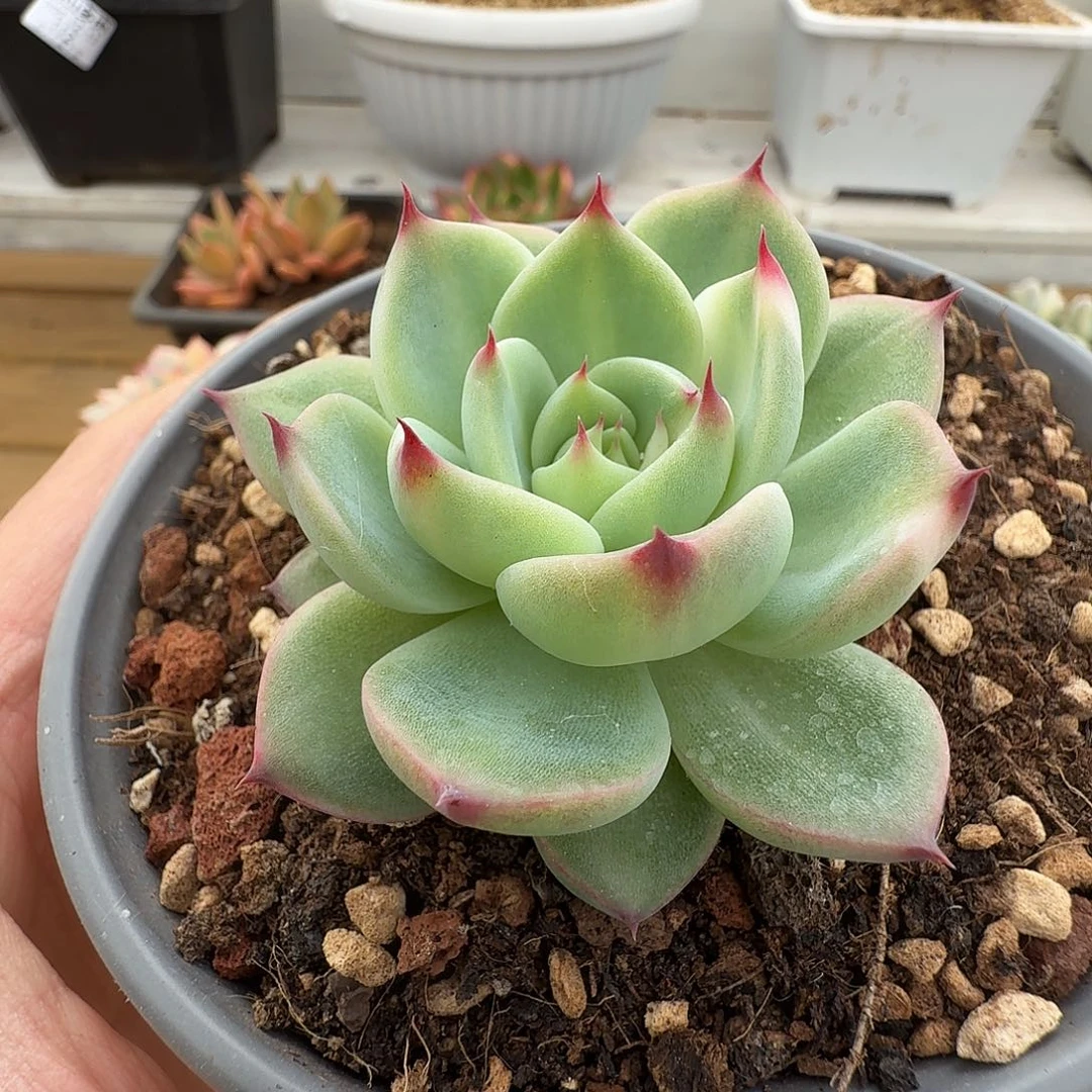 蓝龙杂拉丝锦11213-20