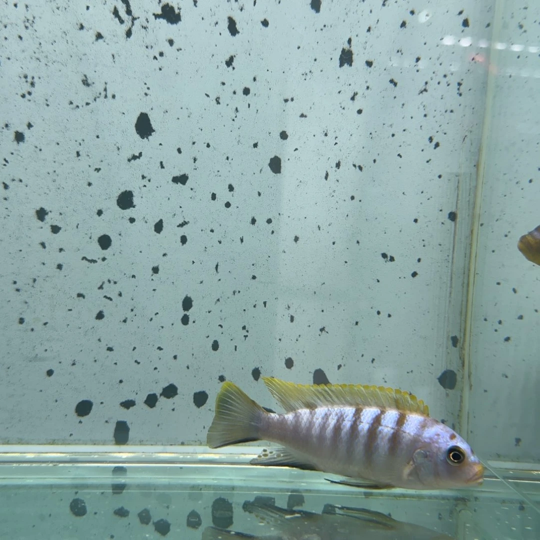 慈鲷所*人蓬勃1128观赏鱼