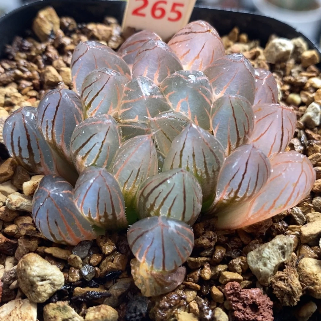 265糊斑霓虹灯玉露锦