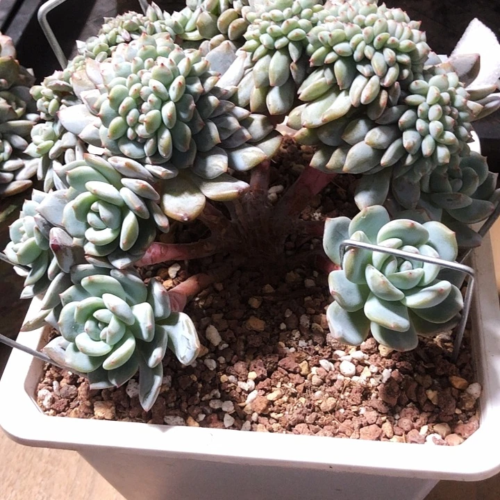 小白叔的多肉植物