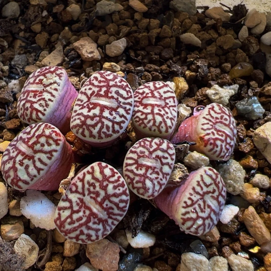 209多肉植物百科知识