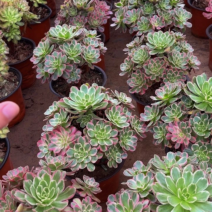 安娜法师9.9多肉植物