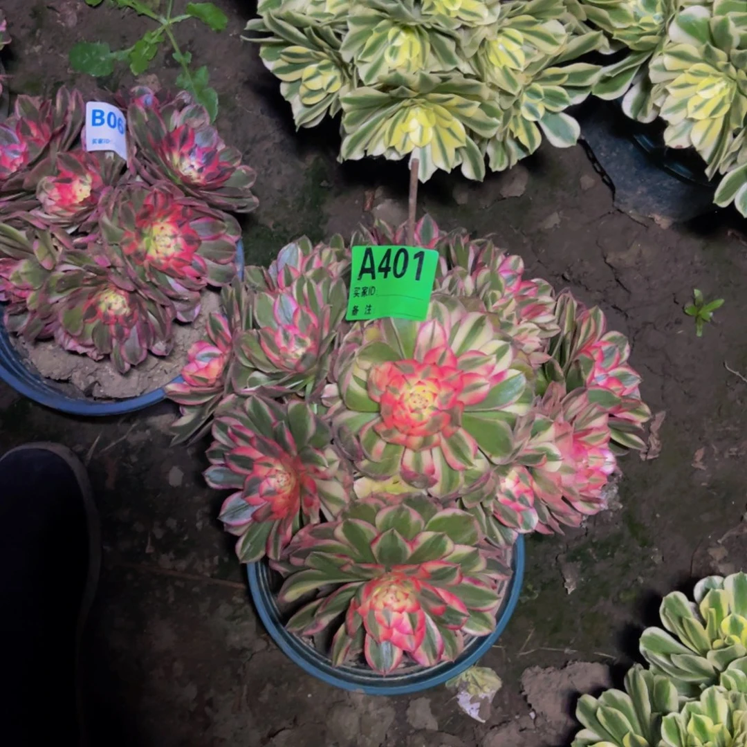 海神法师朵朵83/44