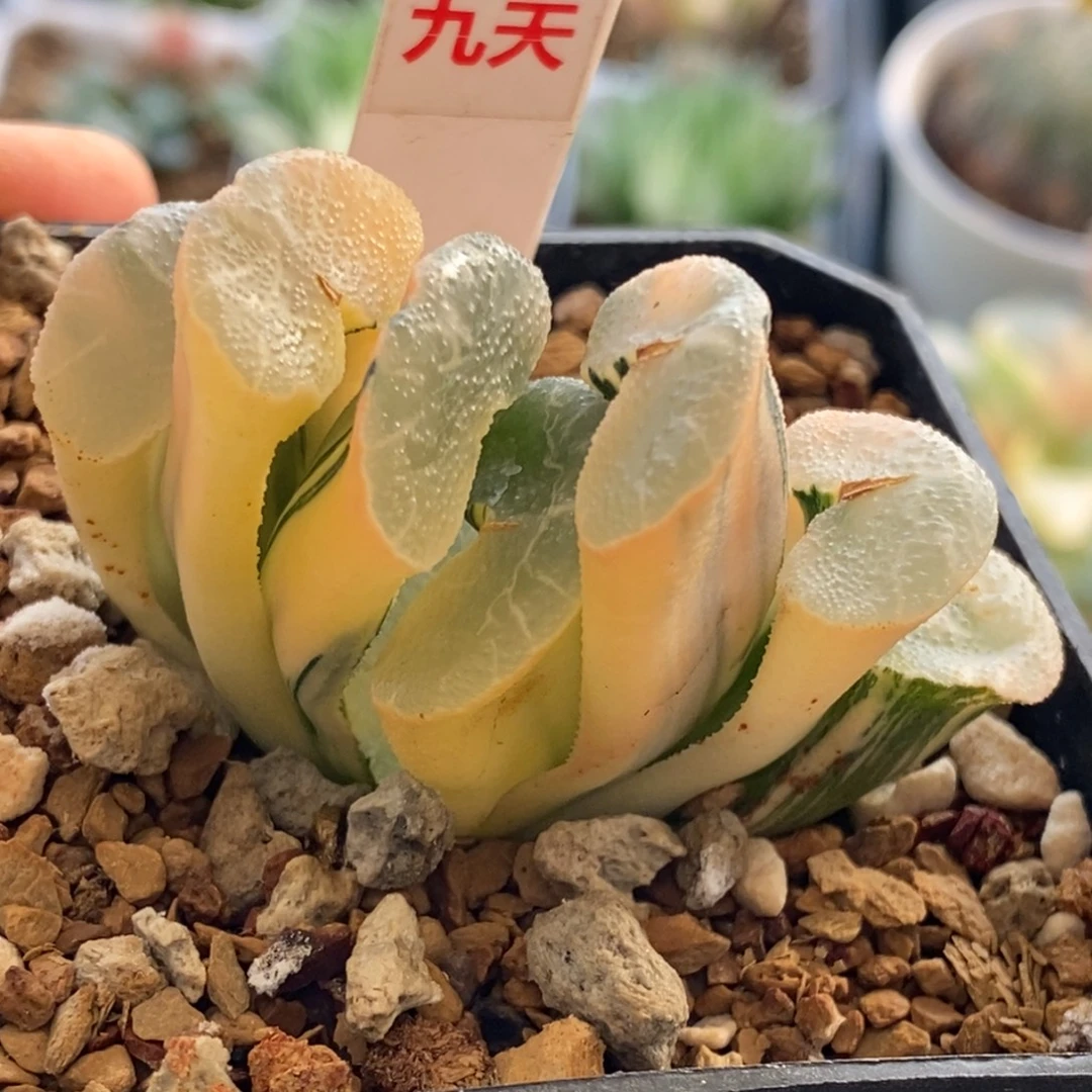 350号大绳玉扇锦多肉