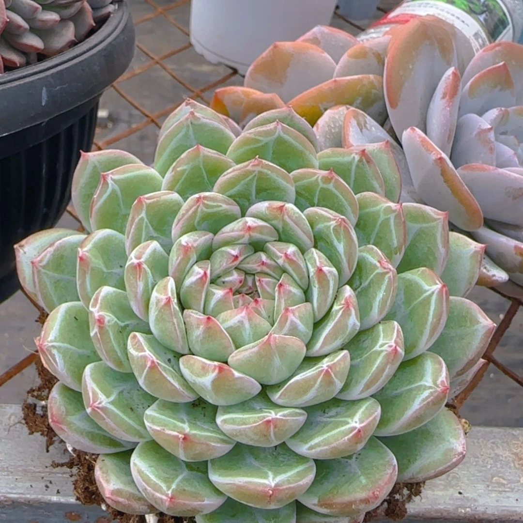 【闪购商品】雪花珍妮9.9
